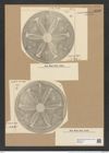 Actinoptychus stella A. Schm. (de-Toni-Nr.: Genus 227, Species 5615) Zeichnungen Sammlung Grunow Nr. 9506 (NHMW-BOT-W0379491)